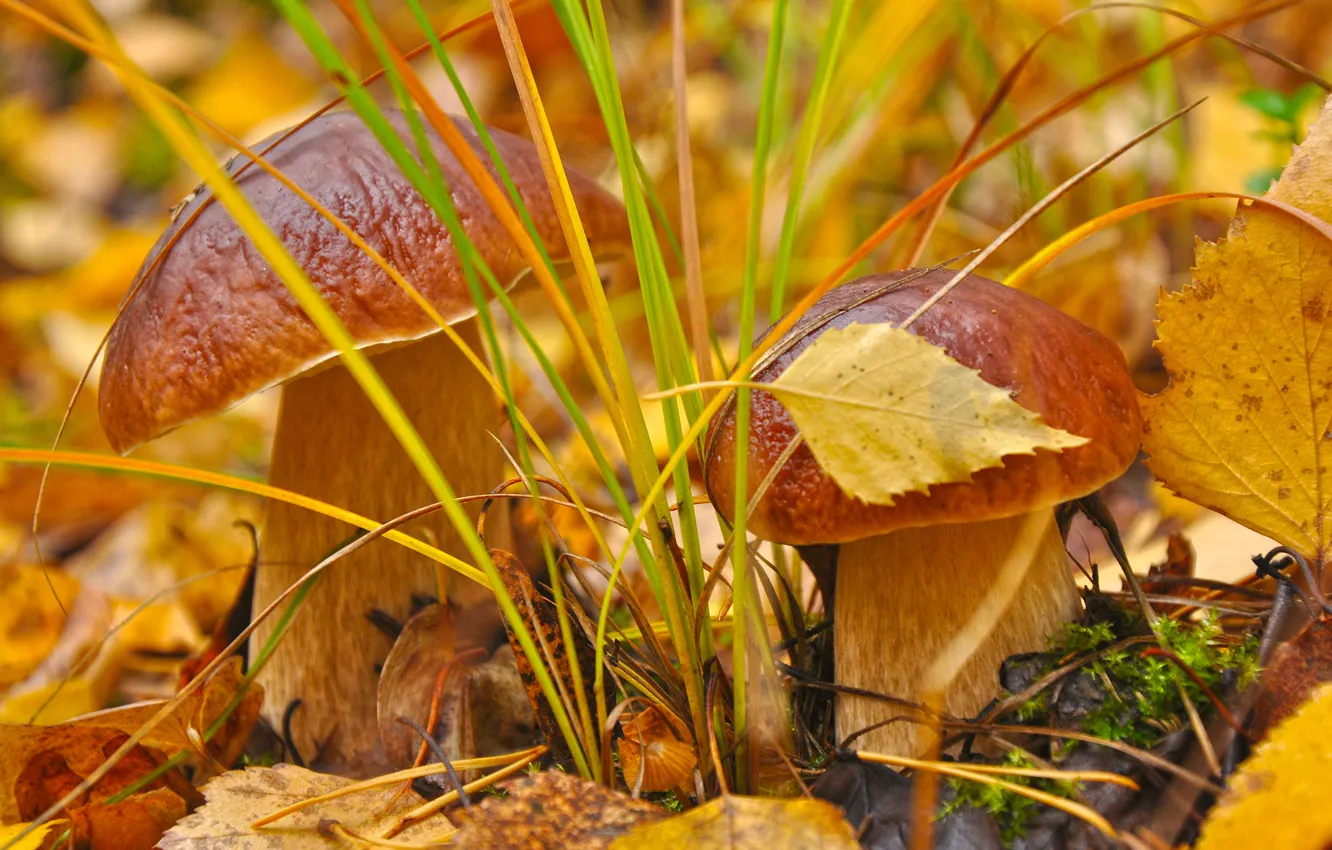 Photo wallpaper autumn, grass, leaves, macro, Mushrooms