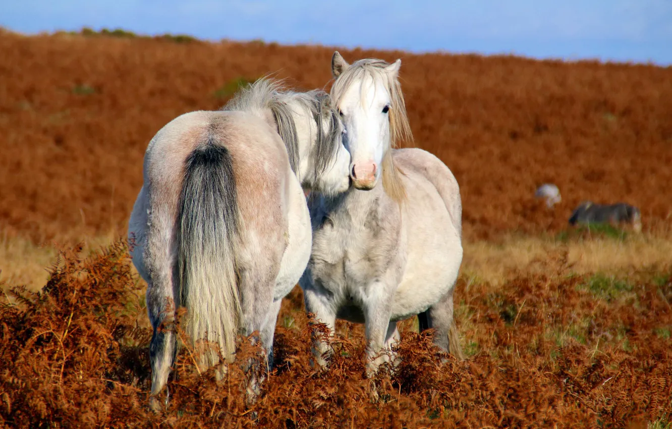 Photo wallpaper love, field, horses, couple