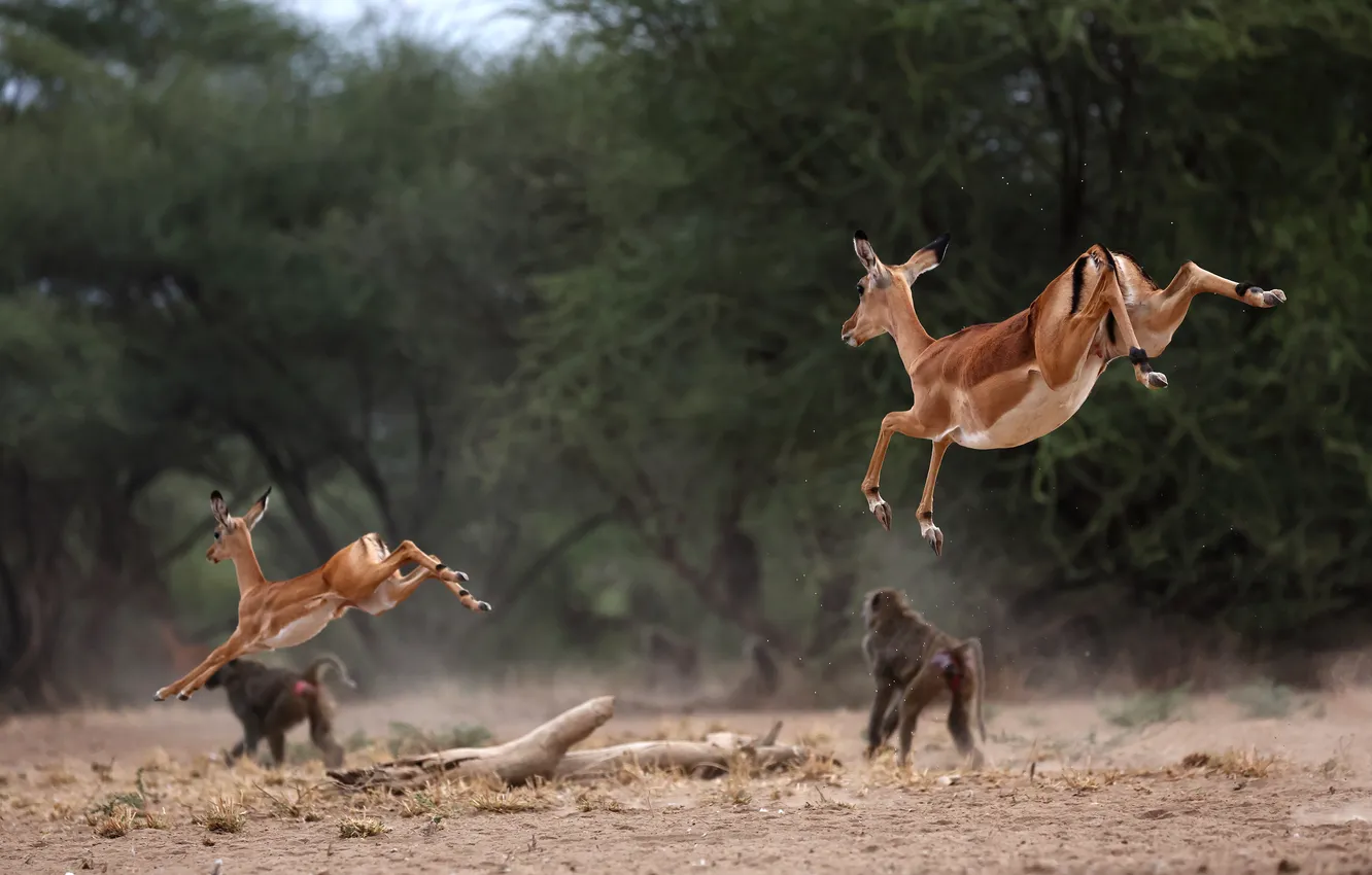 Photo wallpaper jump, monkeys, Impala