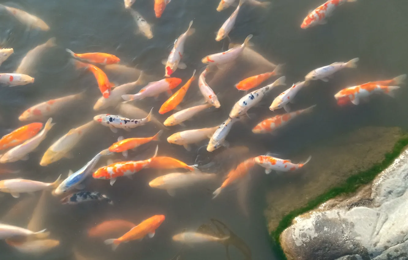 Photo wallpaper fish, carp, pond with carp