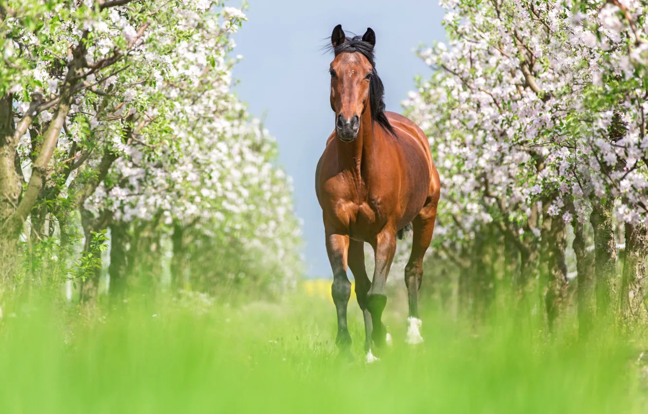 Photo wallpaper trees, horse, horse, spring, garden, walk, flowering