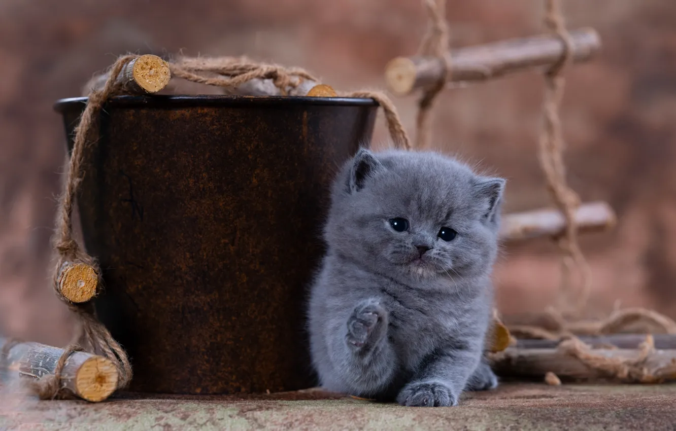 Photo wallpaper cat, pose, grey, legs, rope, baby, bucket, kitty
