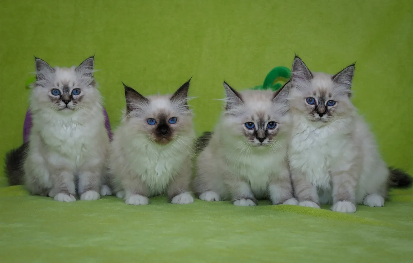 Photo wallpaper look, pose, baby, muzzle, kitty, sitting, cutie, green background