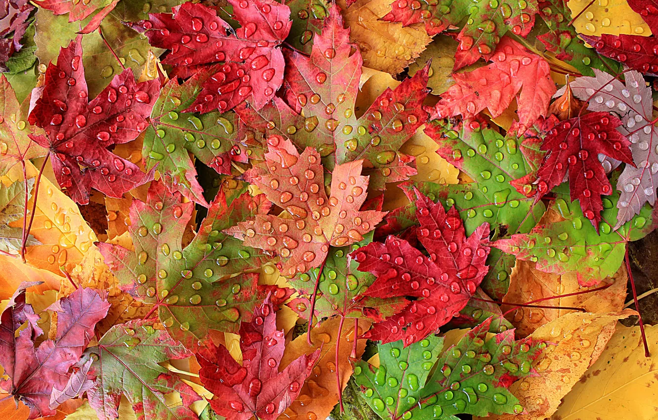 Photo wallpaper autumn, leaves, drops