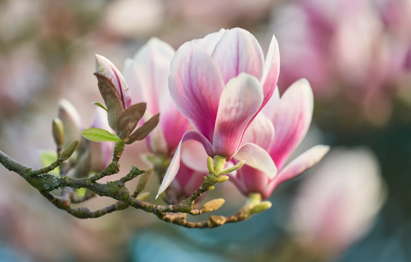 Photo wallpaper macro, flowers, branches, petals, buds, Magnolia