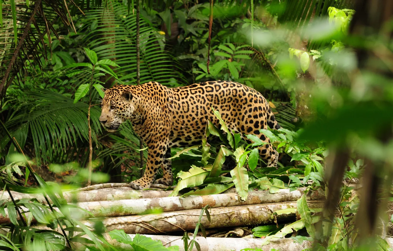 Photo wallpaper trees, nature, animal, danger, plant, Jaguar, predator, jungle