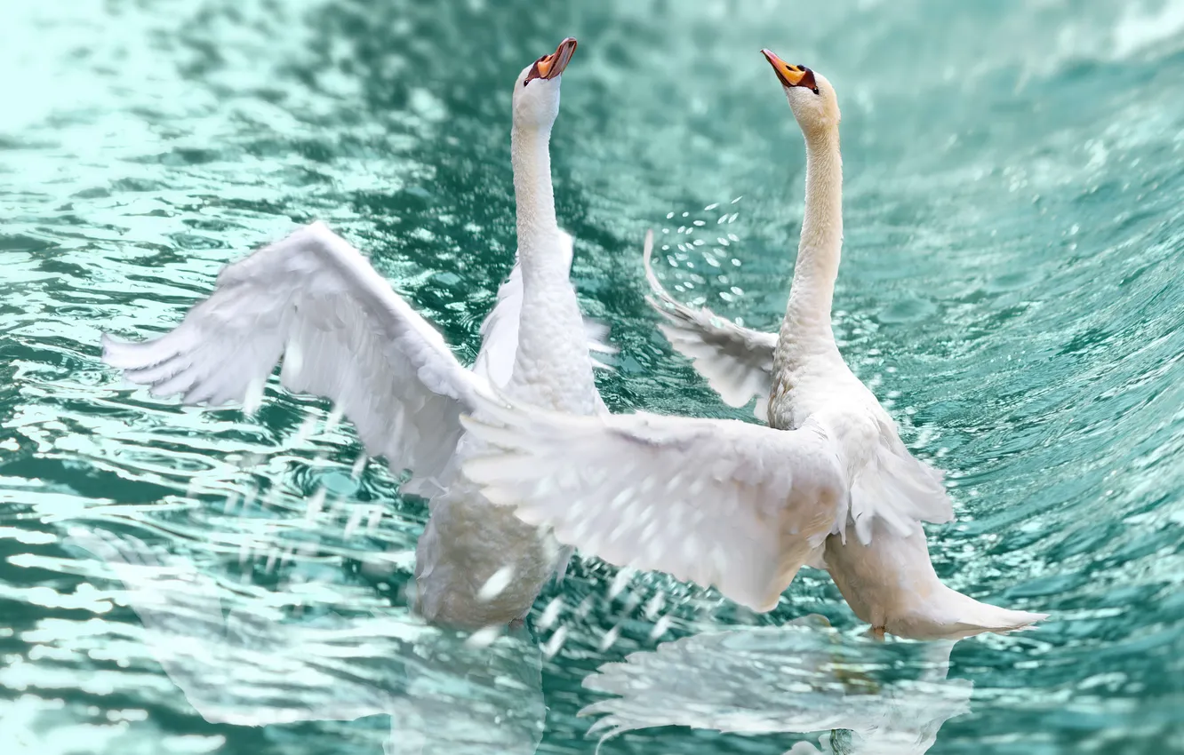Photo wallpaper water, squirt, bird, swans