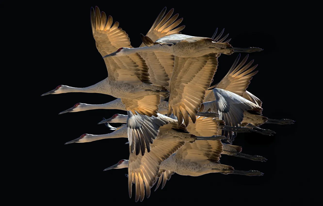 Photo wallpaper flight, birds, wings, pack, migration