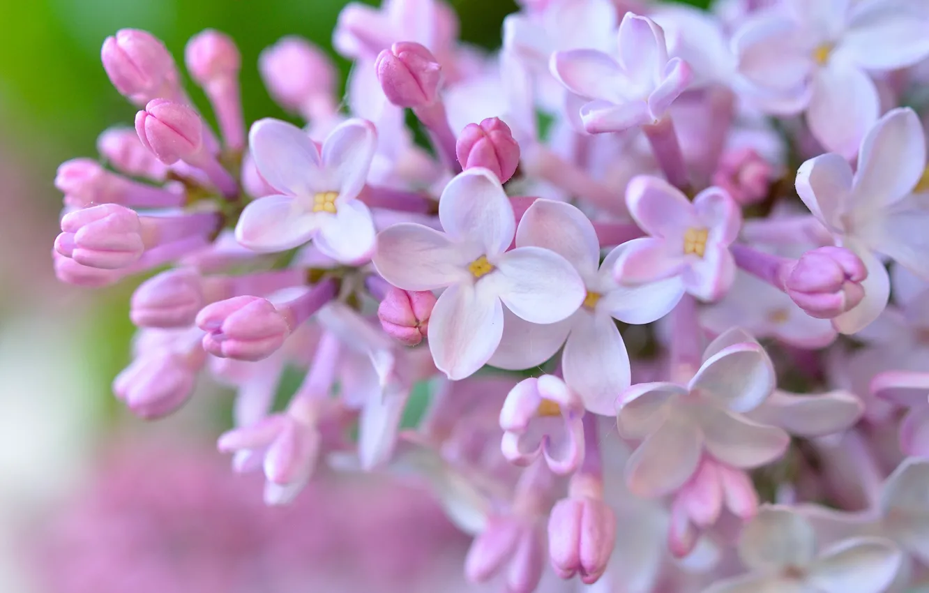 Photo wallpaper macro, flowers, lilac, inflorescence