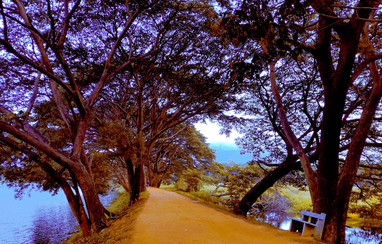 Photo wallpaper sky, trees, water, lake, morning, sunrise, dawn, woods