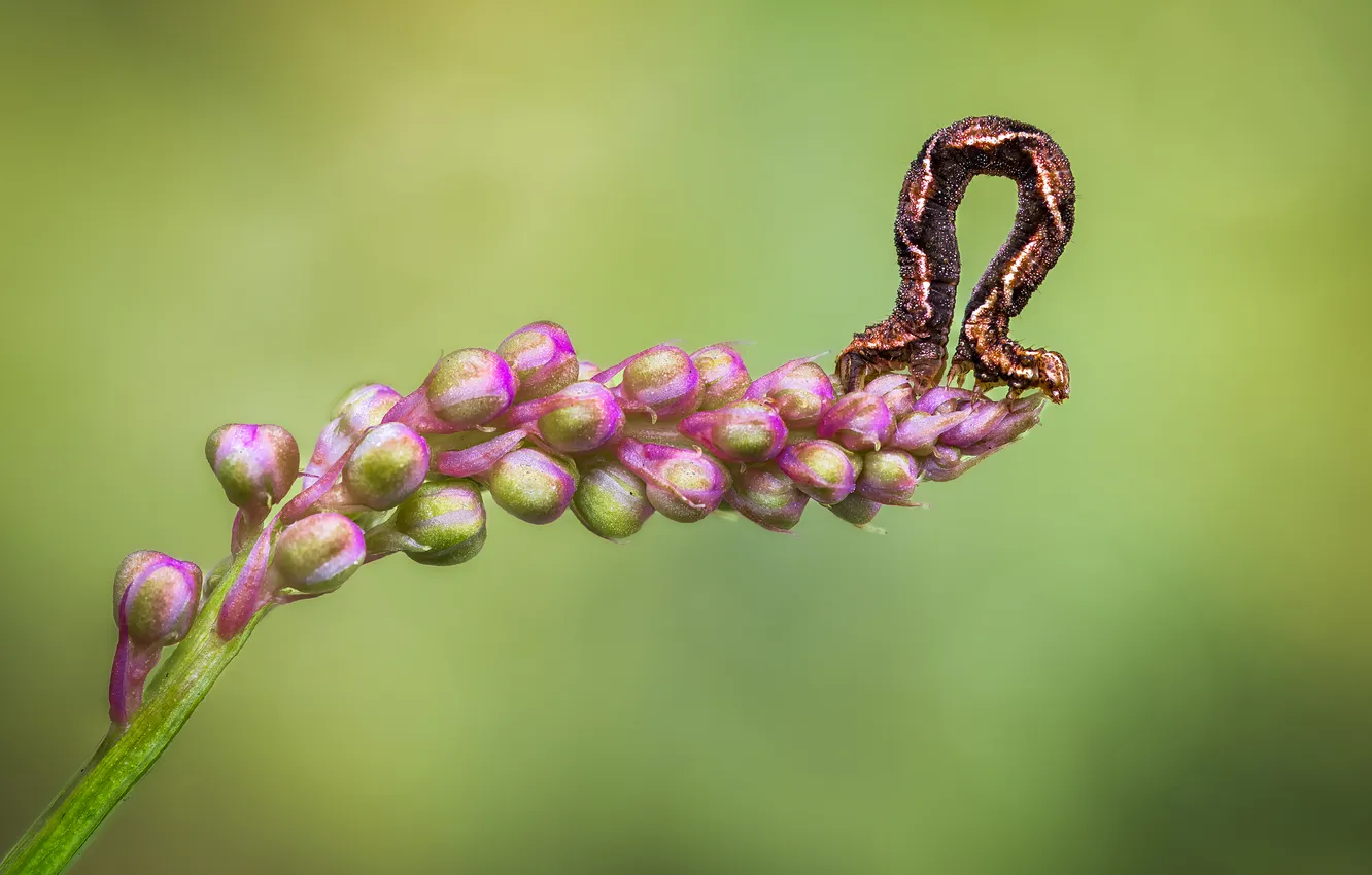 Photo wallpaper macro, flowers, caterpillar, movement, bokeh, macro photography of insects, Atul Saluja, Sleepwalk