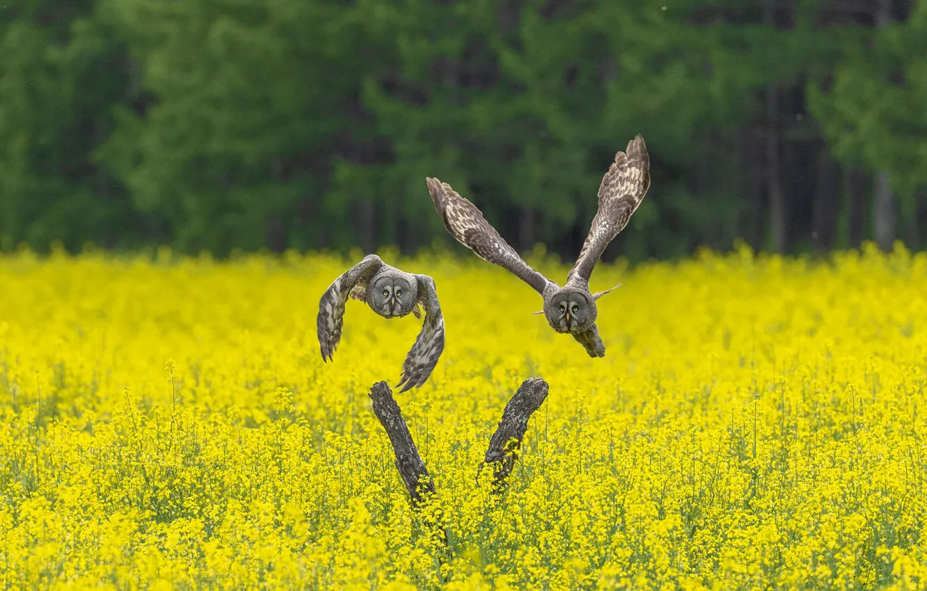 Photo wallpaper flowers, owl, bird, glade, snag, rape