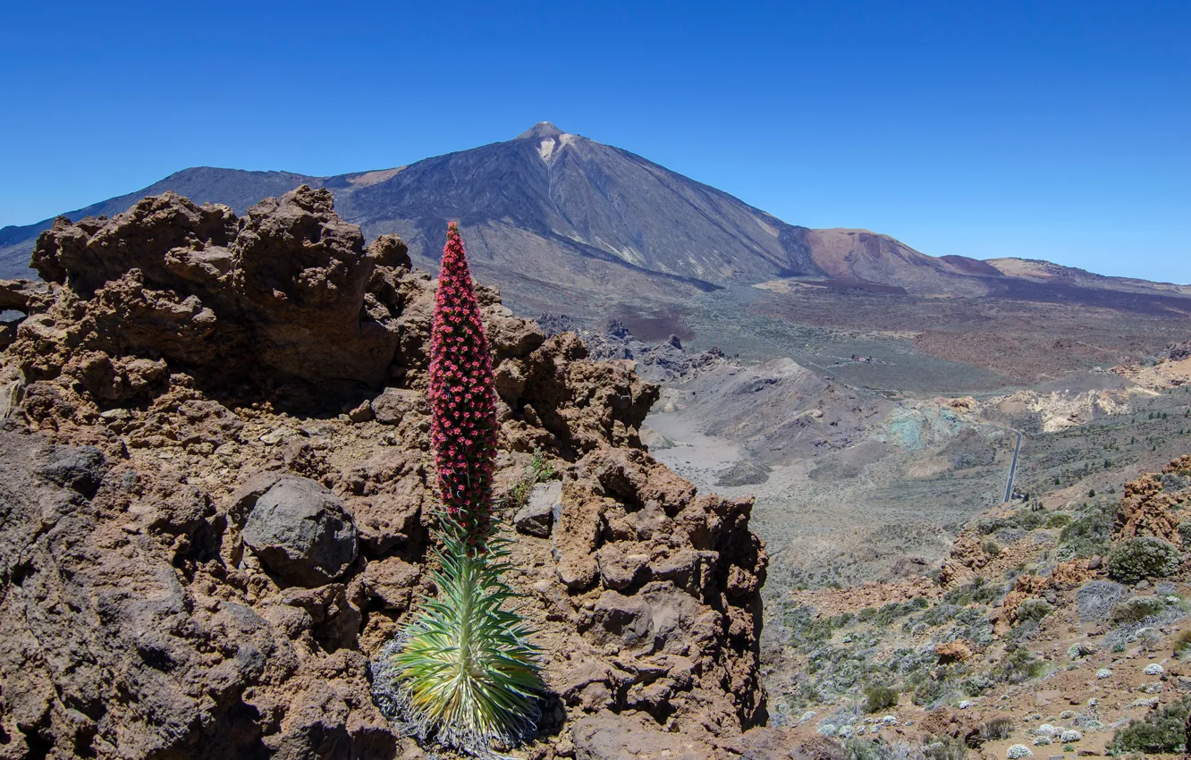 Photo wallpaper mountains, plant, the volcano, Spain, Tenerife, bugloss Tenerife, red bugloss, Teide