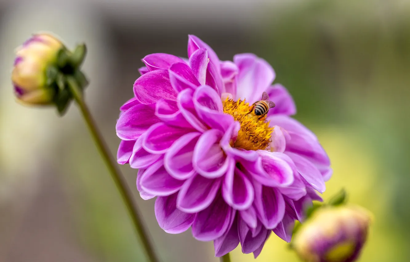 Photo wallpaper flowers, bee, pink, dahlias