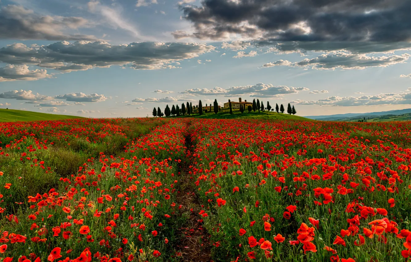 Photo wallpaper red, flowers, field, Maki, summer, poppy field, the sky