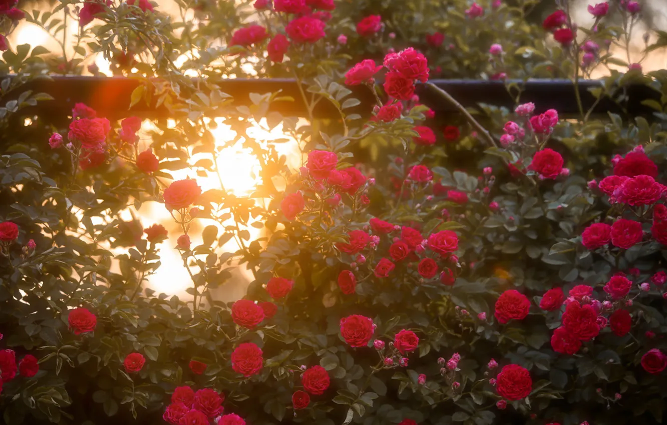 Photo wallpaper light, flowers, red, roses, garden, a lot, rosette, rose Bush