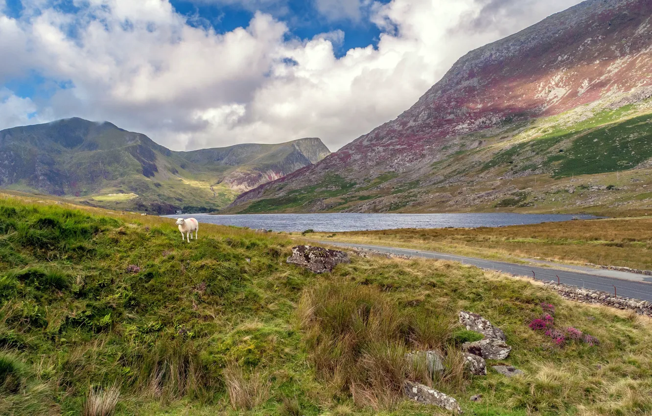 Photo wallpaper clouds, mountains, lake, Wales, sheep, Snowdonia