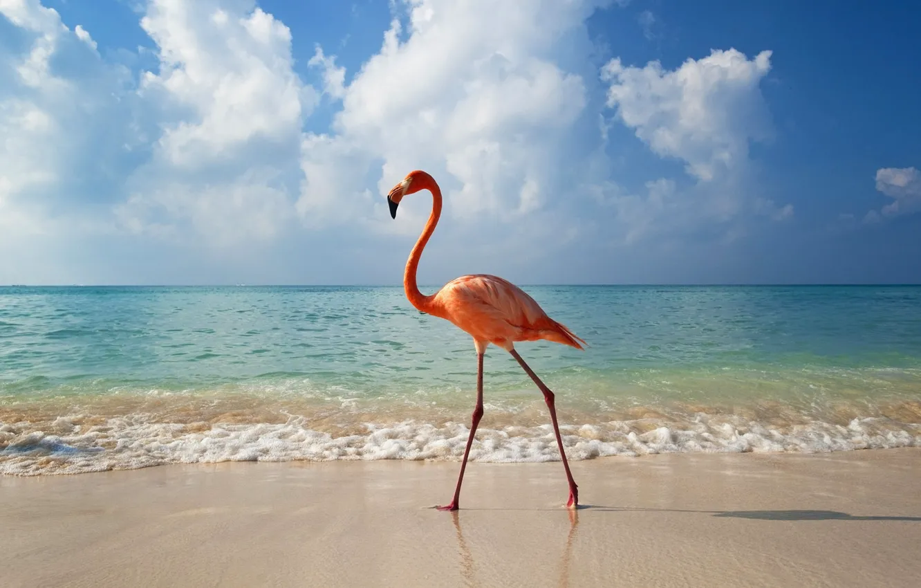 Photo wallpaper sea, beach, water, clouds, landscape, nature, animal, bird