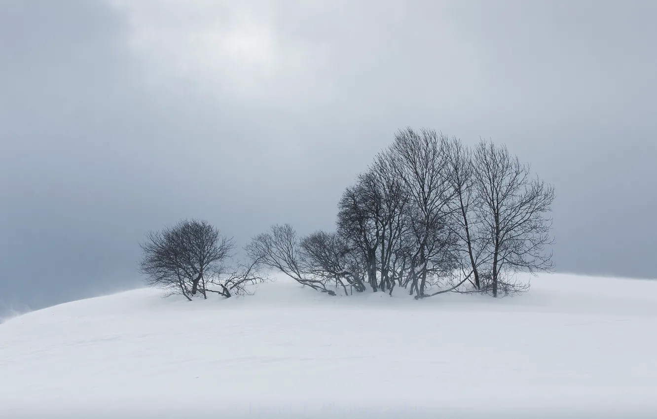 Photo wallpaper winter, snow, trees, nature, fog