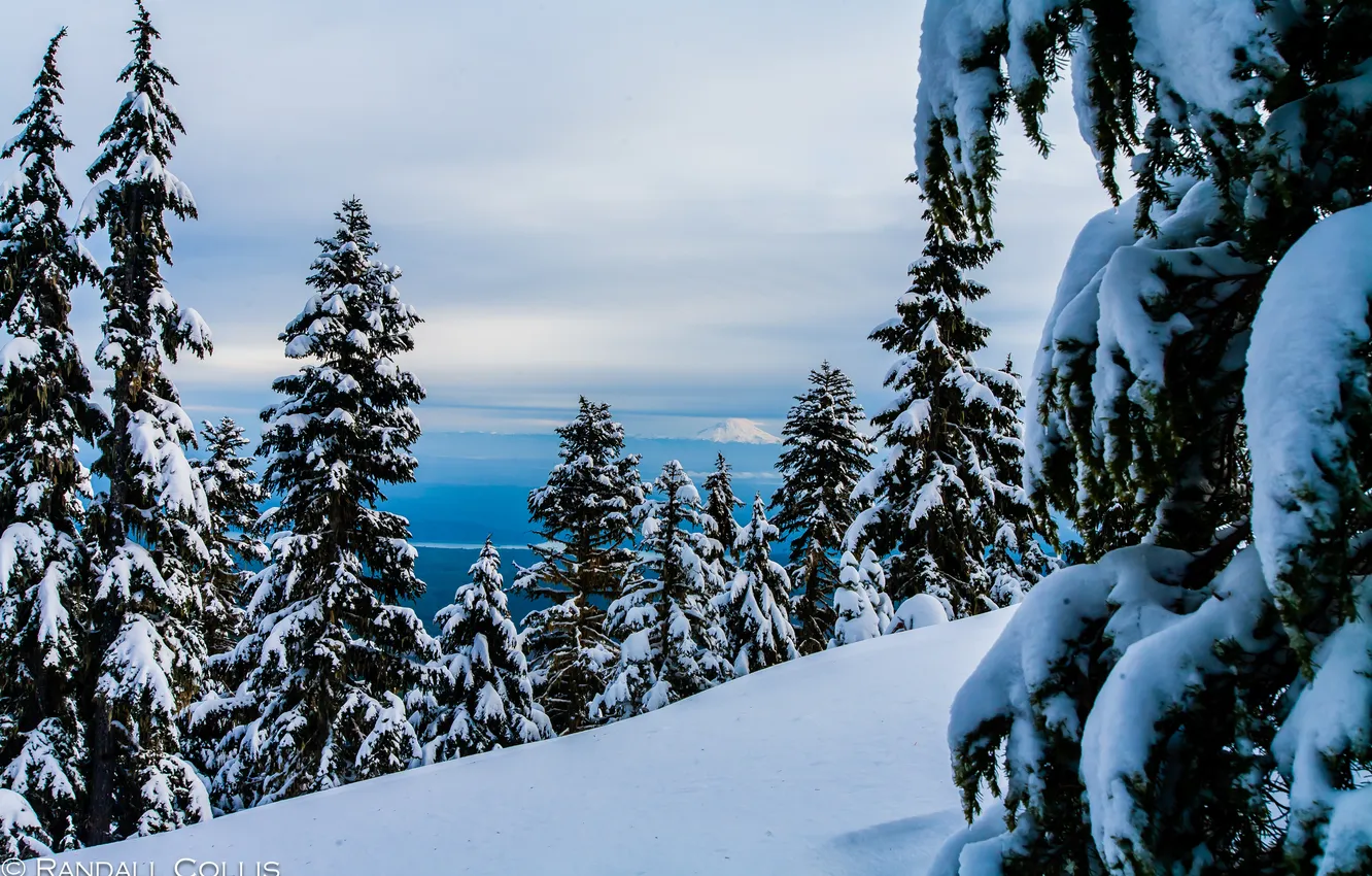Photo wallpaper forest, snow, mountains, nature
