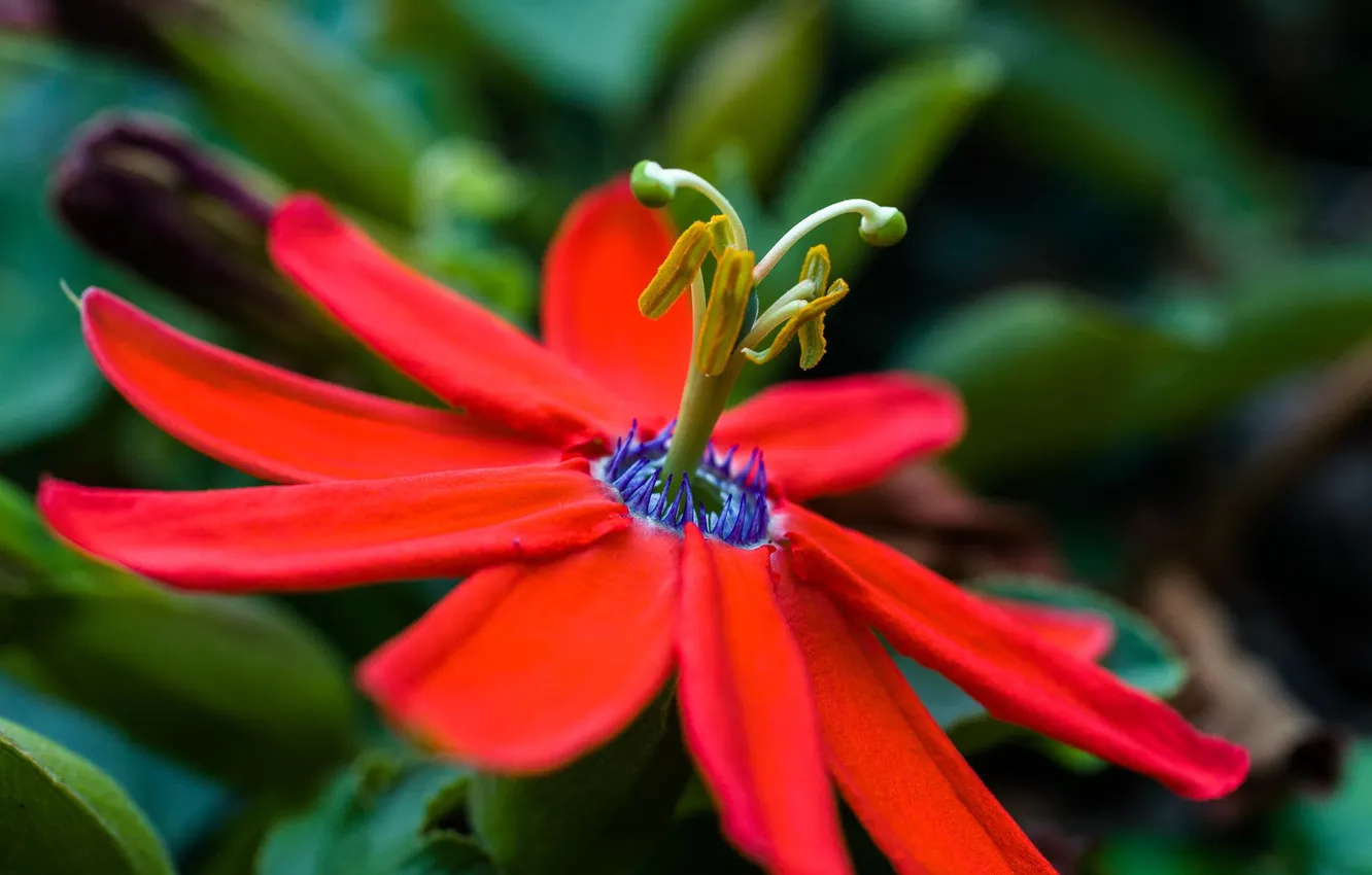 Photo wallpaper macro, flowers, passion-flower