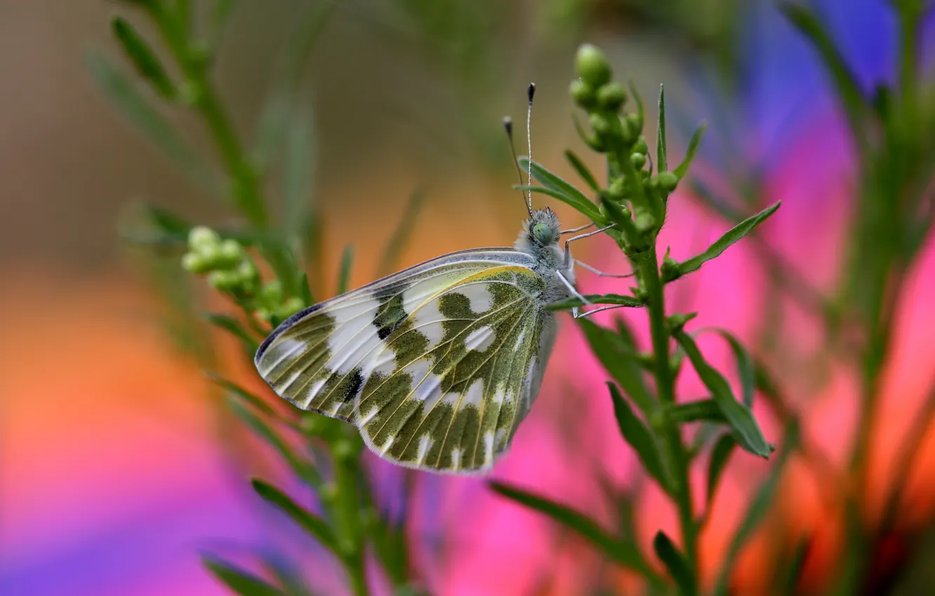 Photo wallpaper butterfly, plant, bokeh
