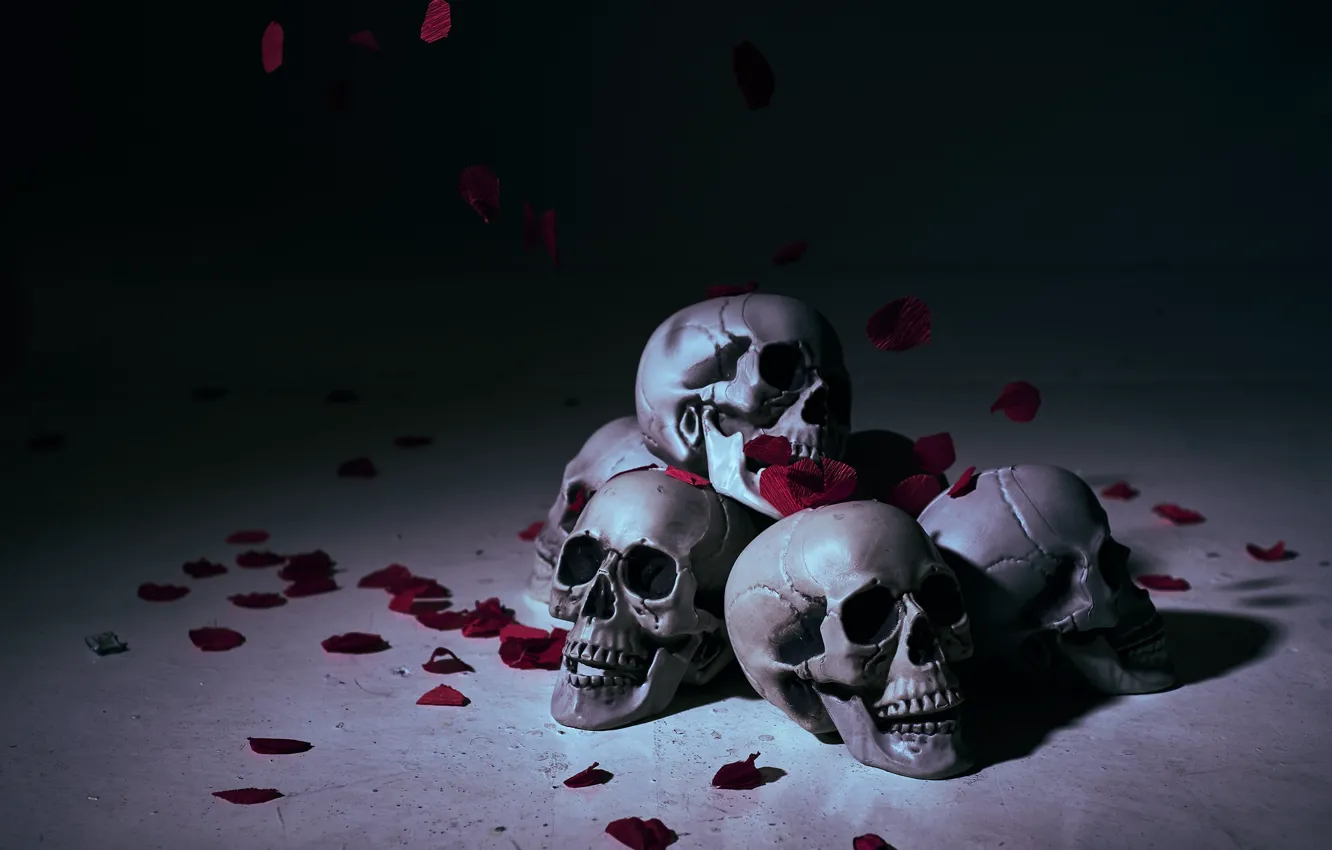Photo wallpaper background, skull, petals, sake