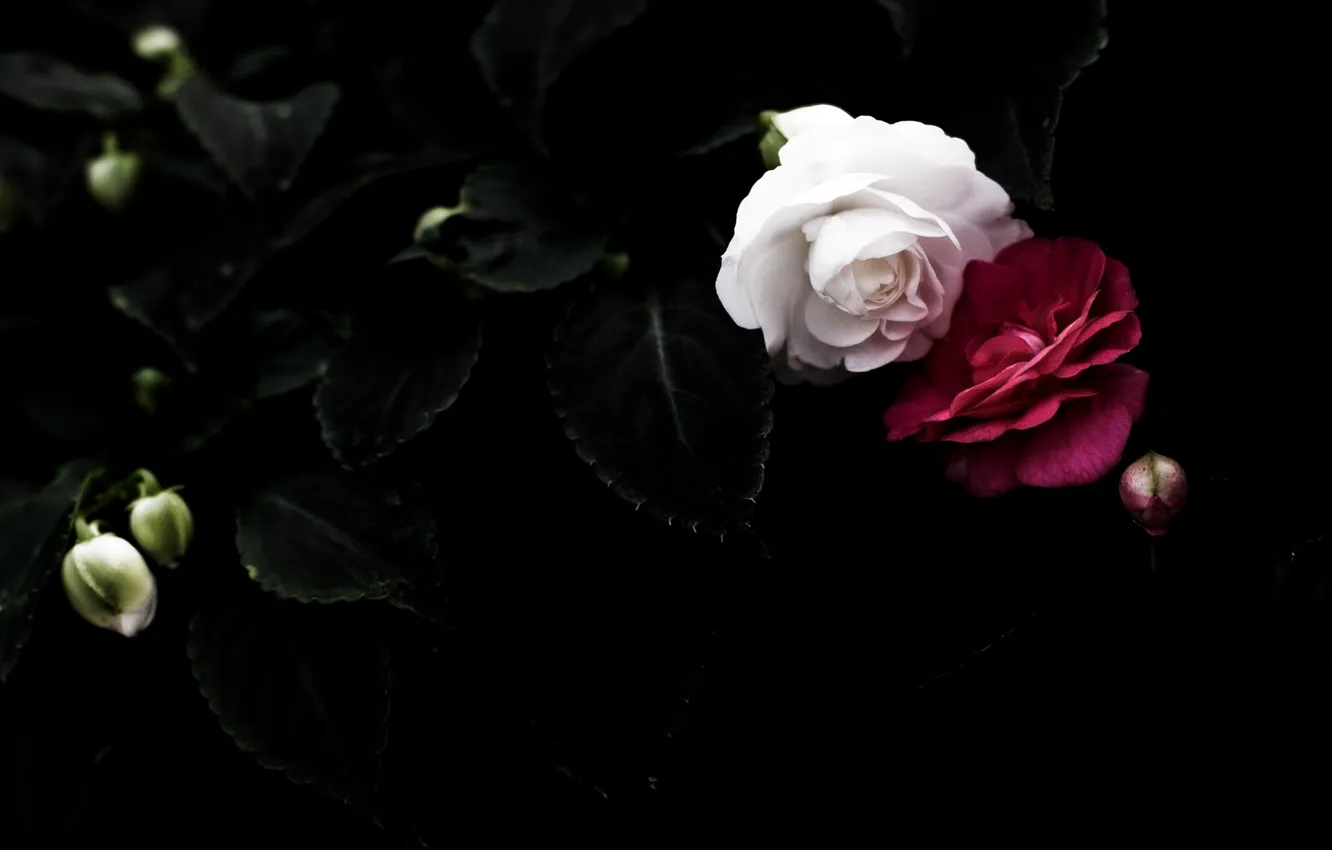 Photo wallpaper BACKGROUND, PETALS, PAIR, BLACK, RED, LEAVES, ROSES, WHITE