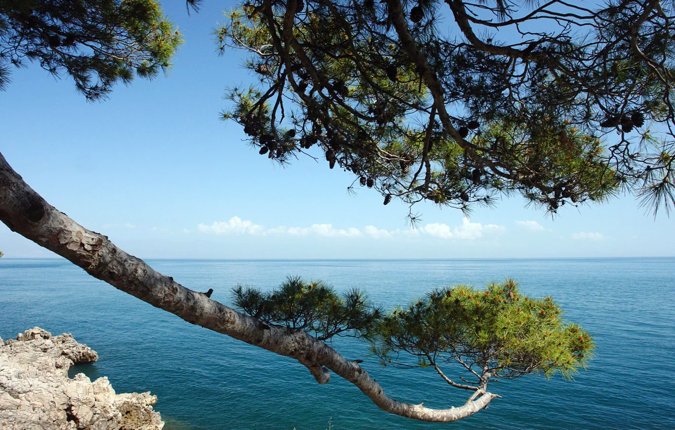 Photo wallpaper sea, the sky, clouds, landscape, rock, branch, pine, Croatia