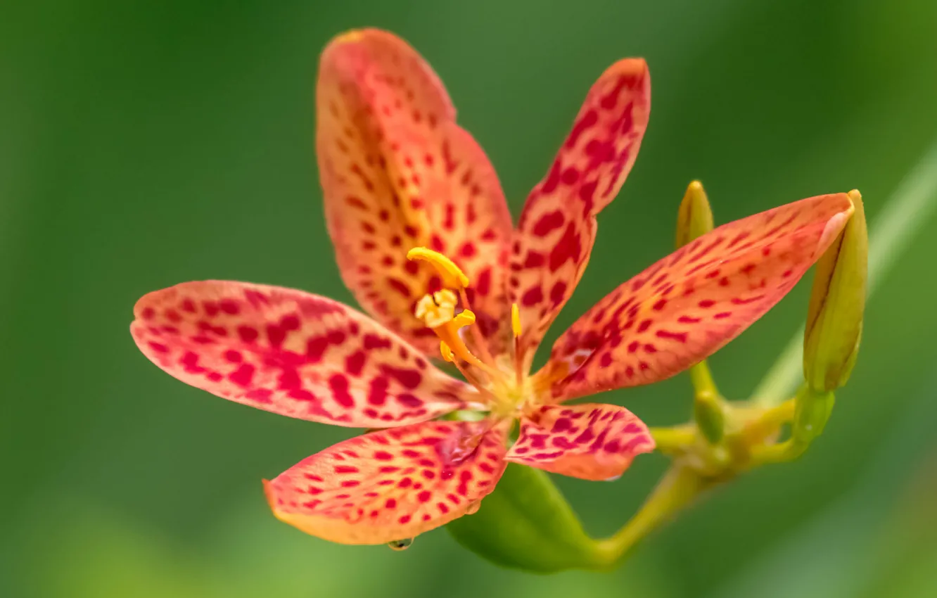 Photo wallpaper flowers, nature, petals, exotic