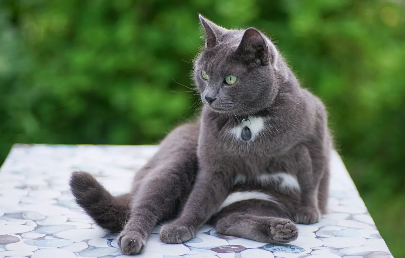 Photo wallpaper cat, cat, look, nature, pose, table, grey, collar