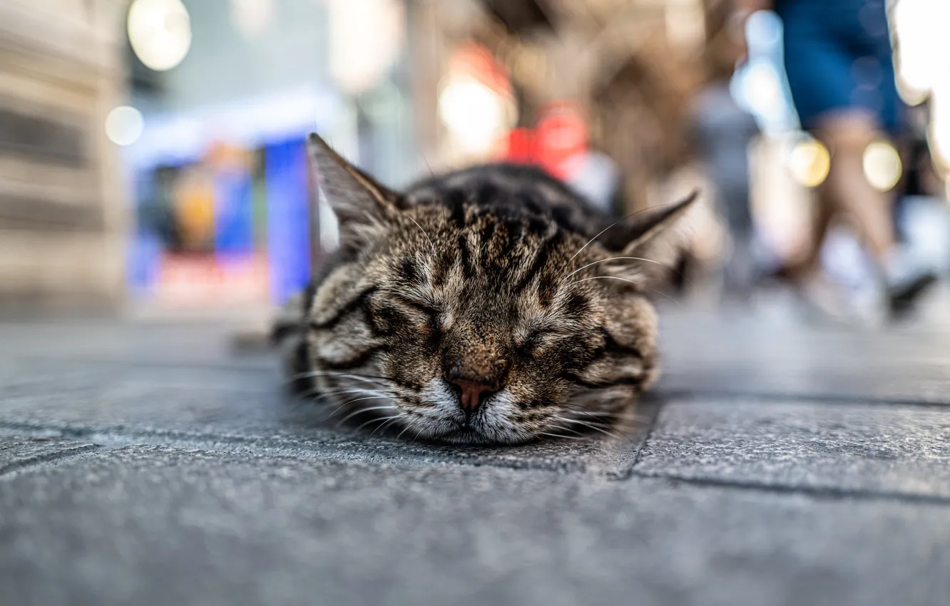 Photo wallpaper cat, stay, street, sleeping