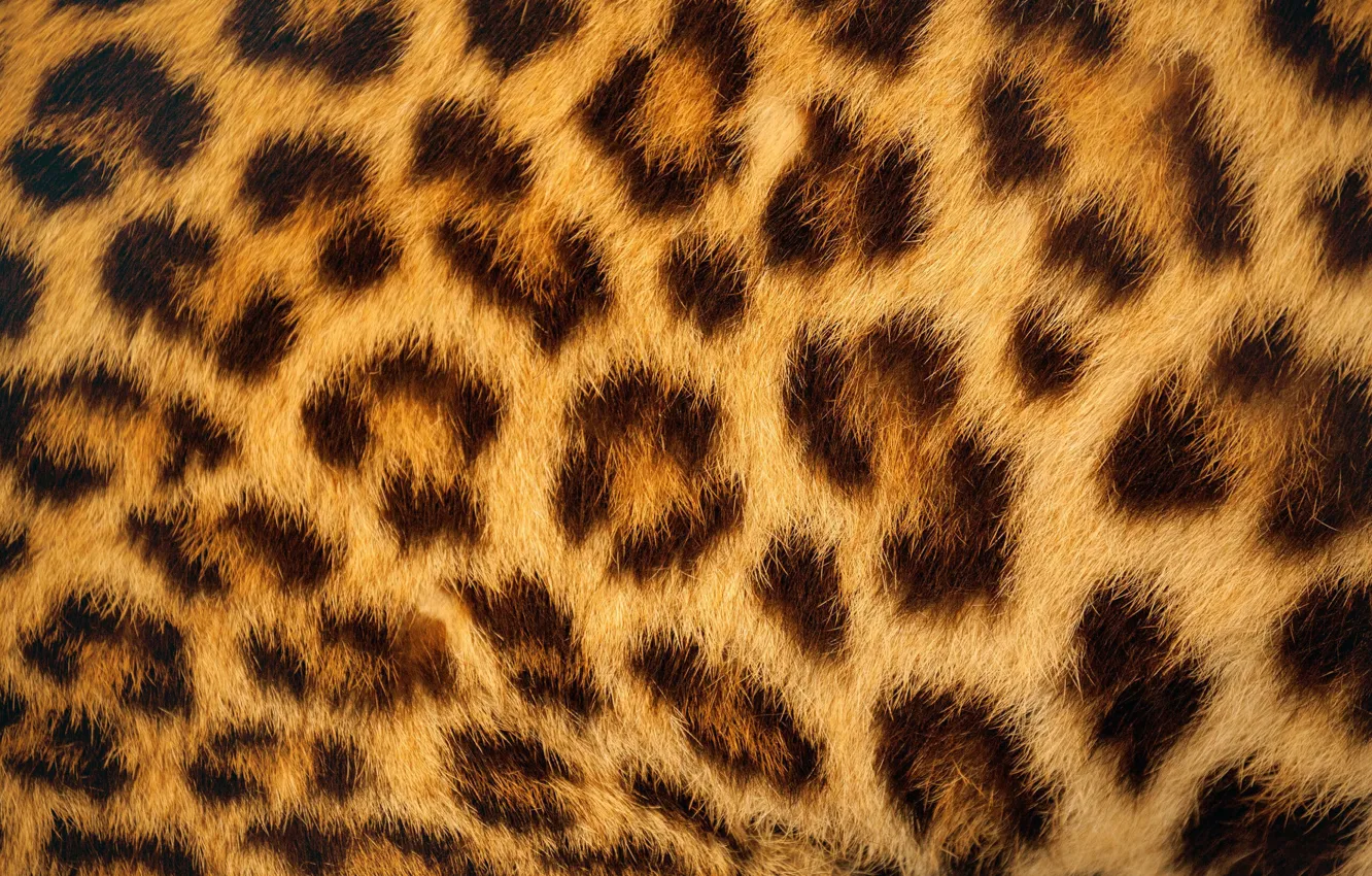 Photo wallpaper texture, wool, leopard, skin, fur, leopard skin