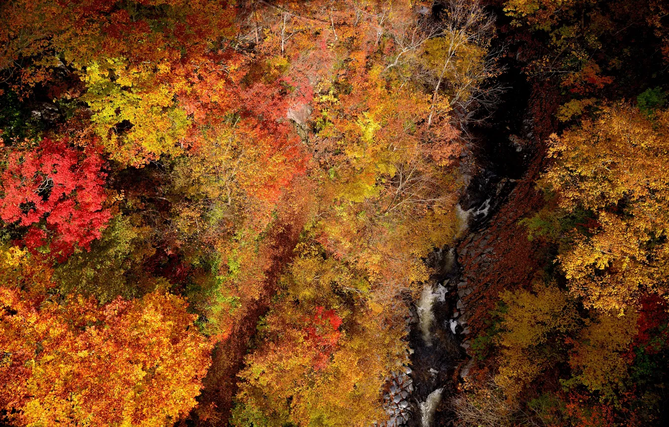 Photo wallpaper autumn, forest, trees, stream, beauty