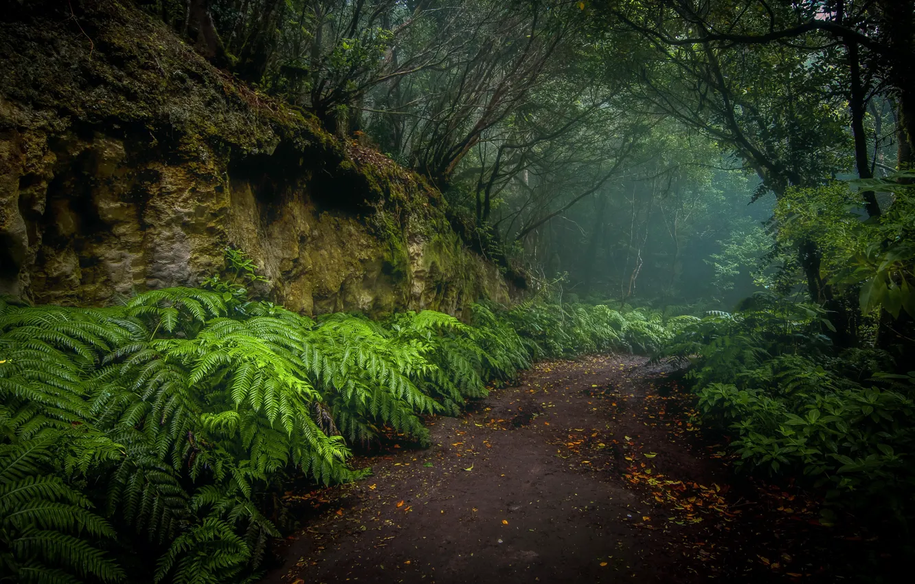 Photo wallpaper road, forest, nature