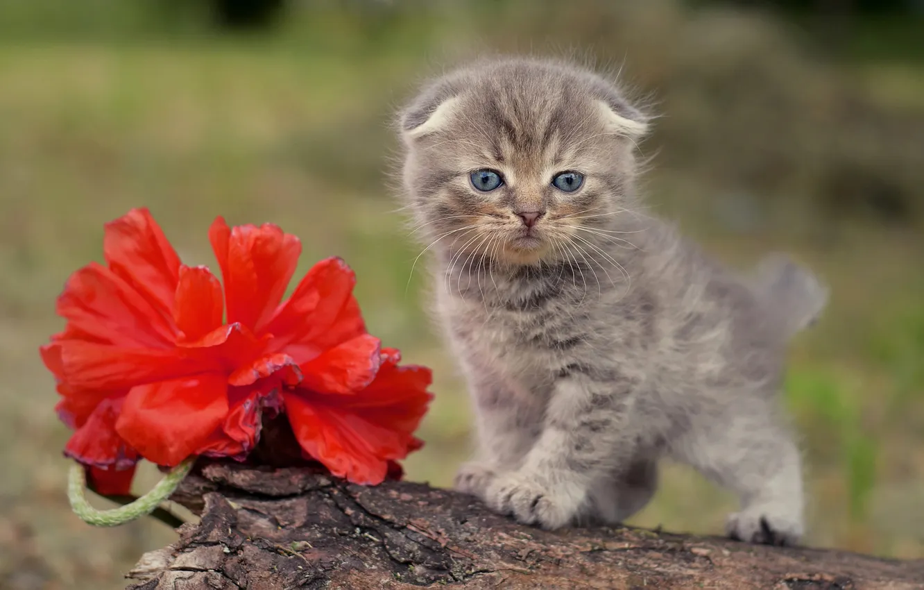 Photo wallpaper cat, look, flowers, red, pose, grey, Mac, portrait