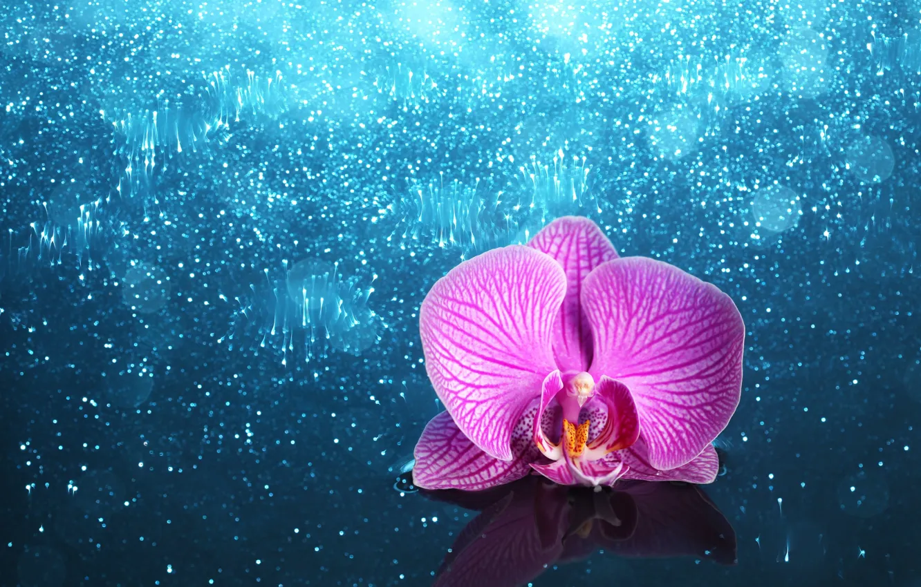 Photo wallpaper flower, Orchid, shiny background