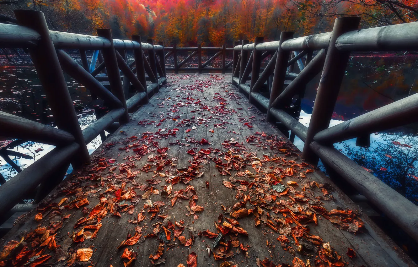 Photo wallpaper autumn, forest, leaves, branches, bridge, nature, lake, pond