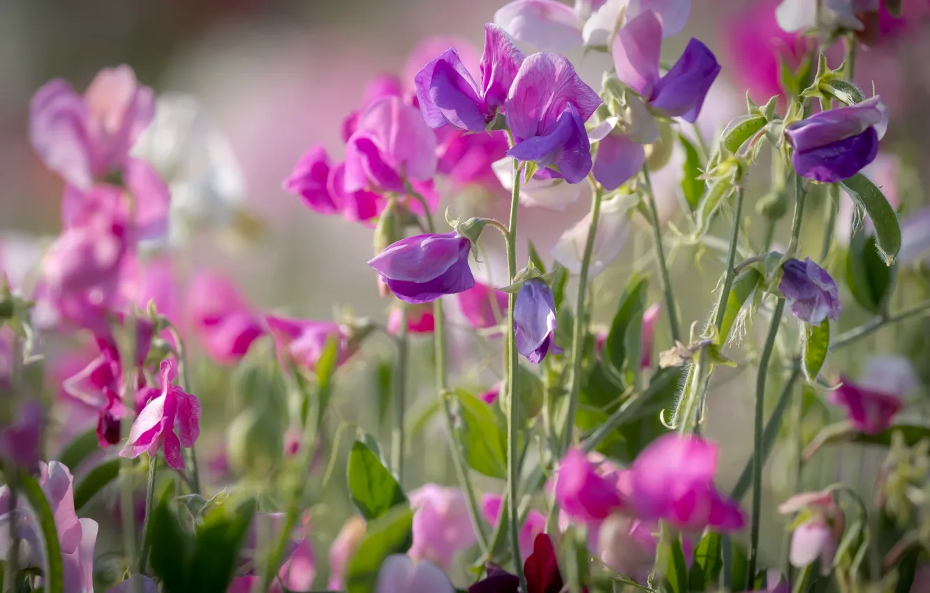 Photo wallpaper summer, pink, sweet peas