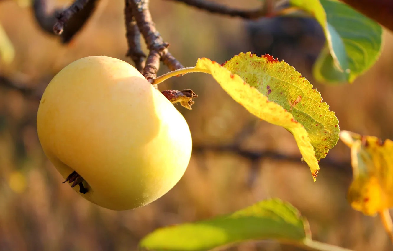 Photo wallpaper leaves, apples, garden, fruit