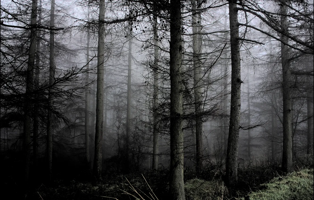 Photo wallpaper forest, trees, nature, fog, Northern Ireland, Northern Ireland, Carrickfergus, Carrickfergus