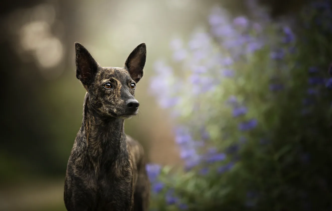 Photo wallpaper each, dog, ears