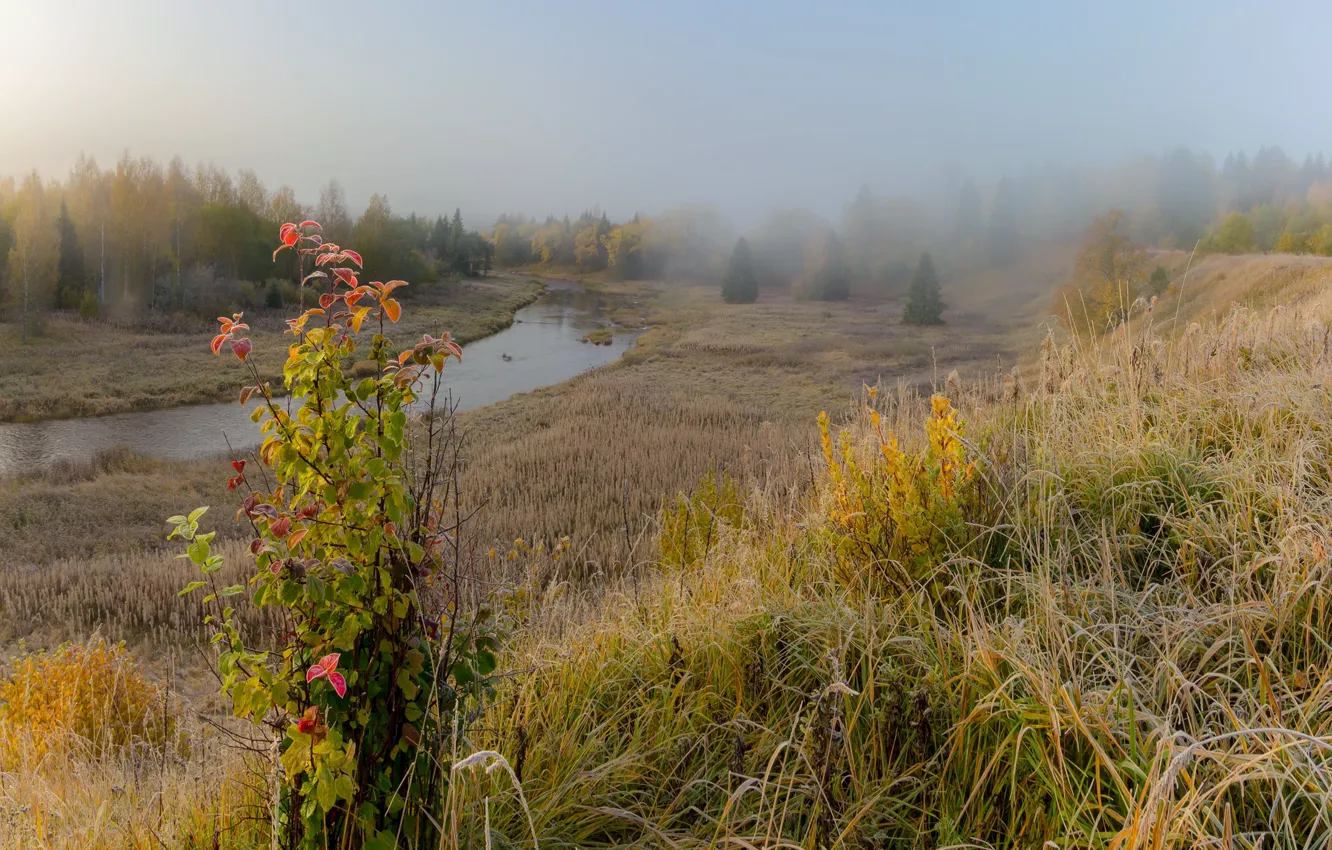 Photo wallpaper autumn, forest, trees, landscape, nature, fog, stream, Bush