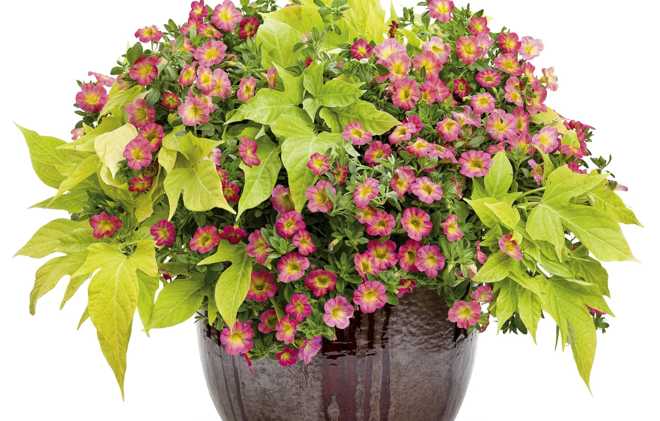 Photo wallpaper white, leaves, flowers, background, pot, Petunia, calibrachoa