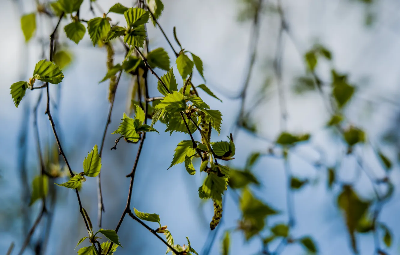 Photo wallpaper nature, spring, leaf, birch