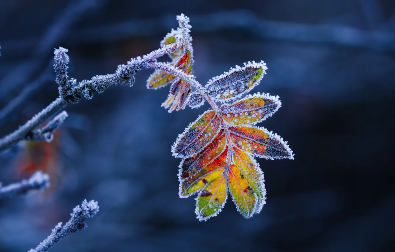 Photo wallpaper leaves, macro, branches, leaf, frost