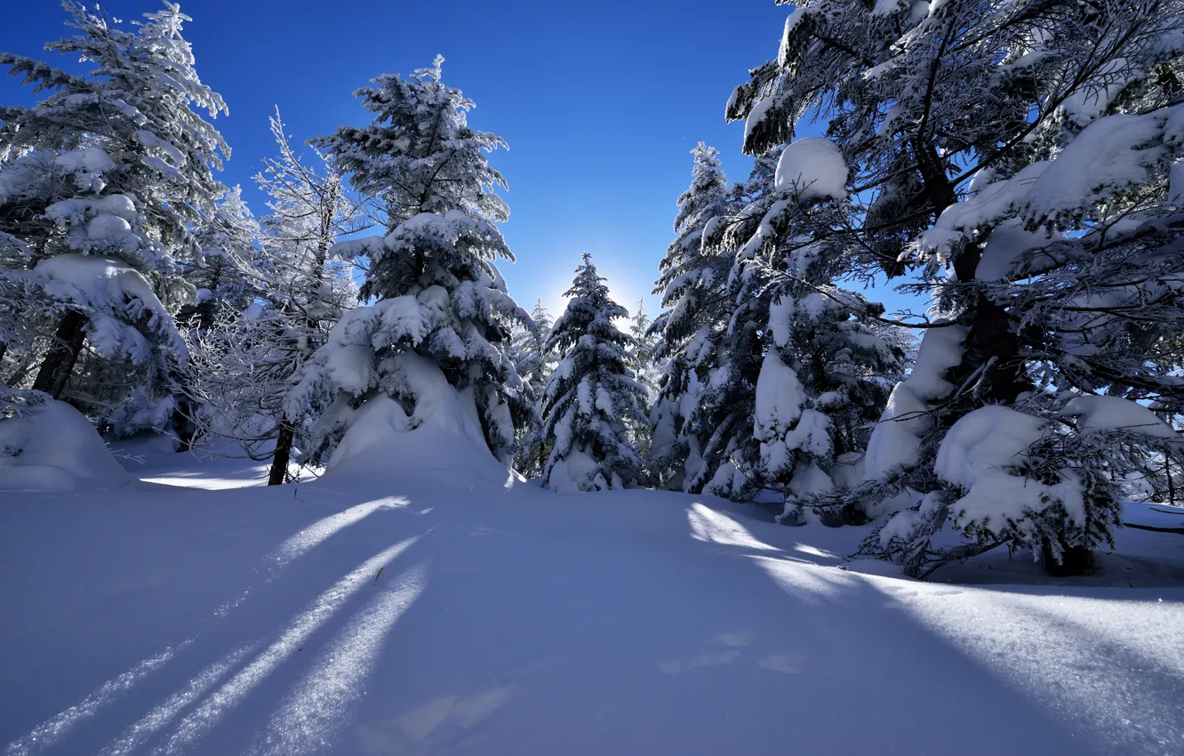Photo wallpaper winter, snow, nature, spruce
