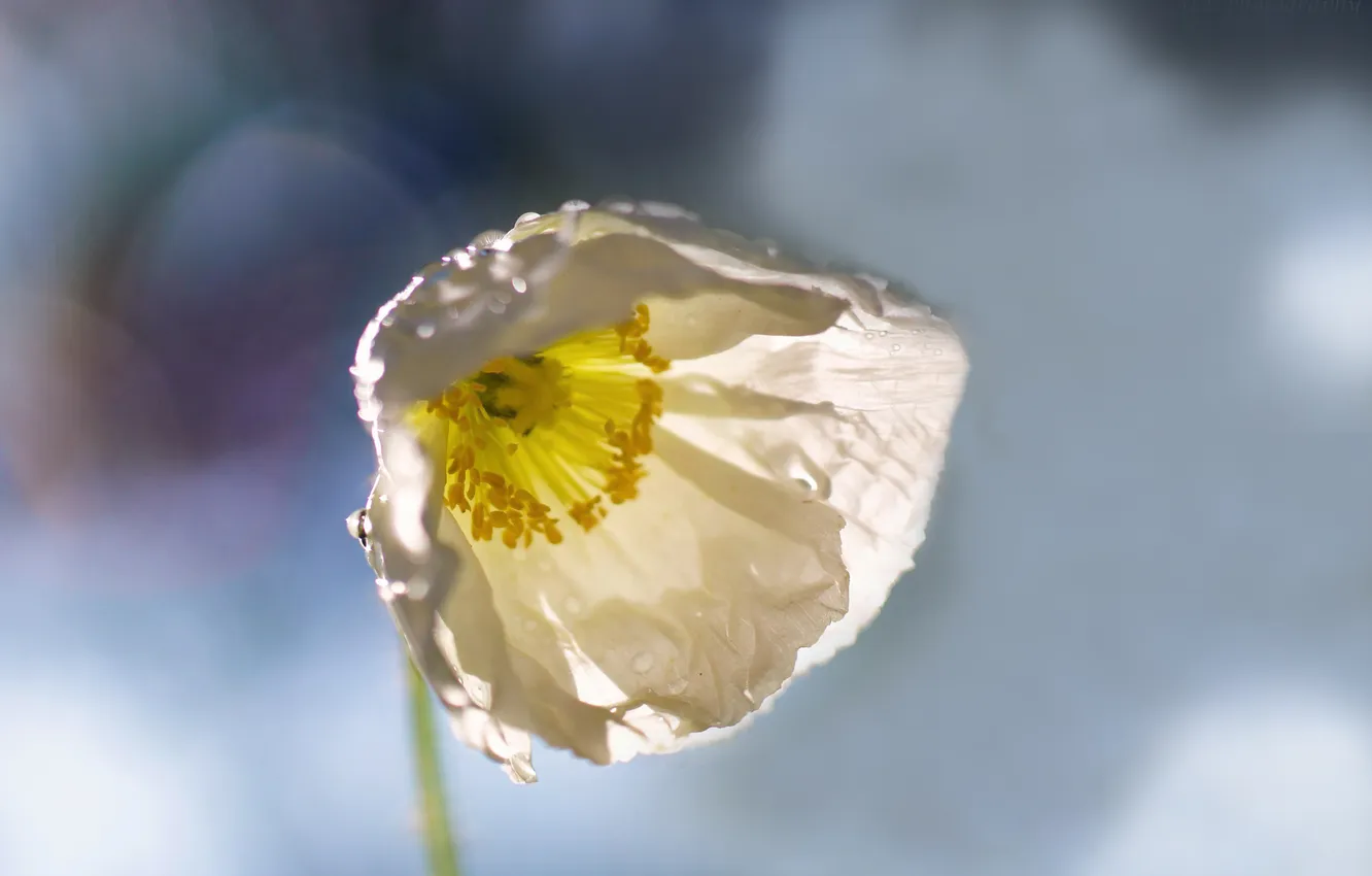Photo wallpaper macro, nature, Mac, petals, blur, bokeh, White poppy