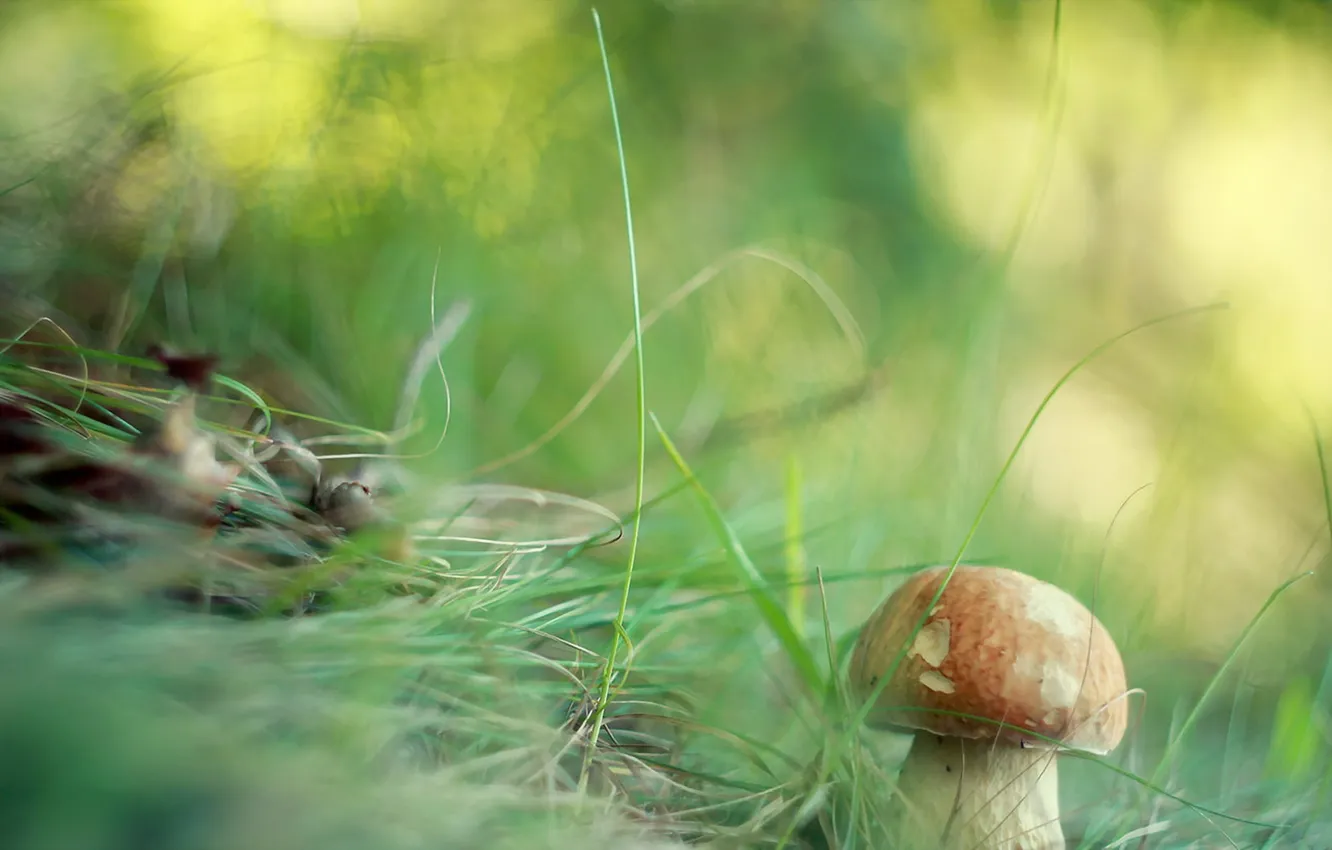 Photo wallpaper forest, nature, mushrooms
