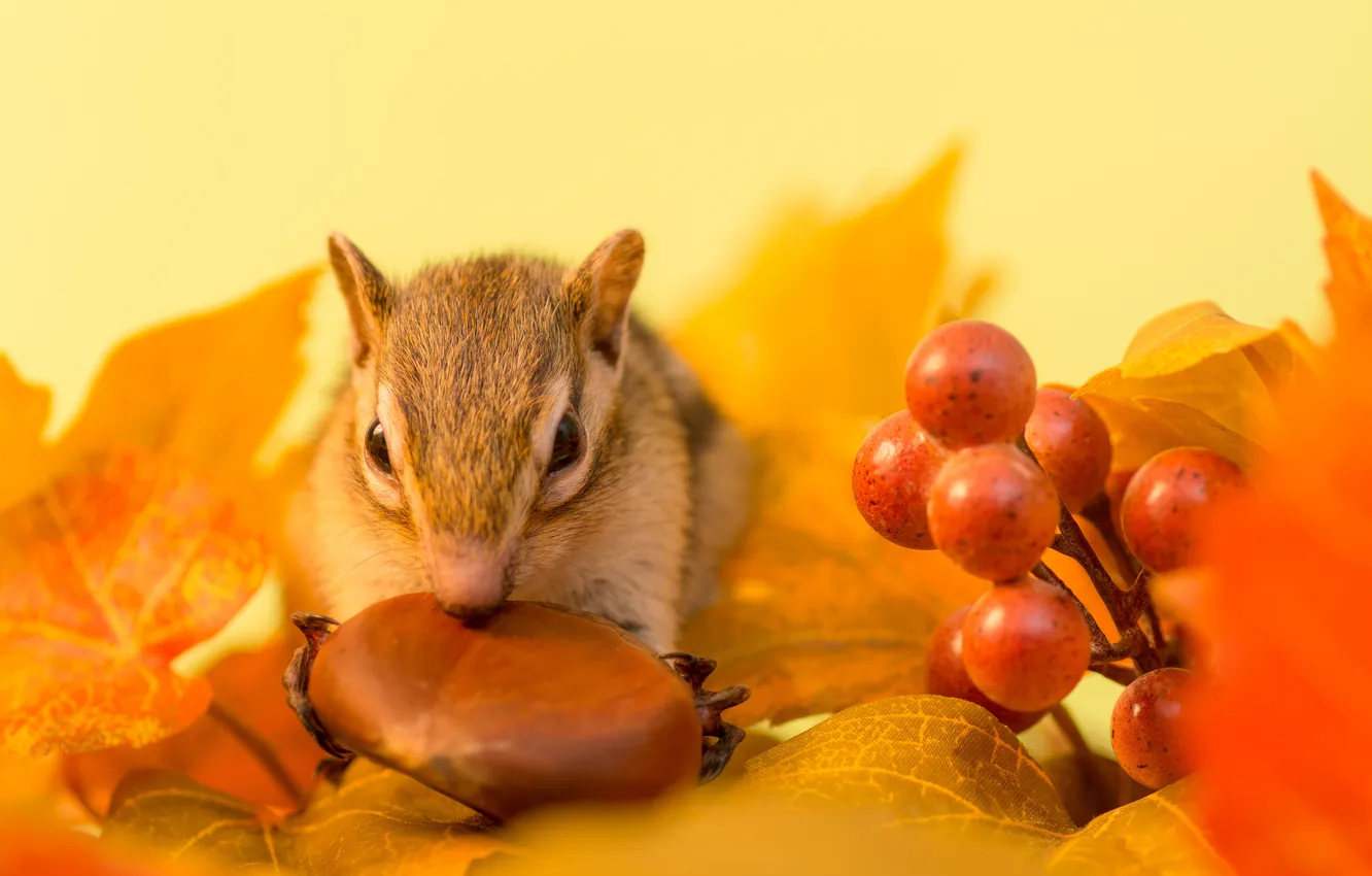 Photo wallpaper autumn, leaves, berries, sprig, walnut, Chipmunk